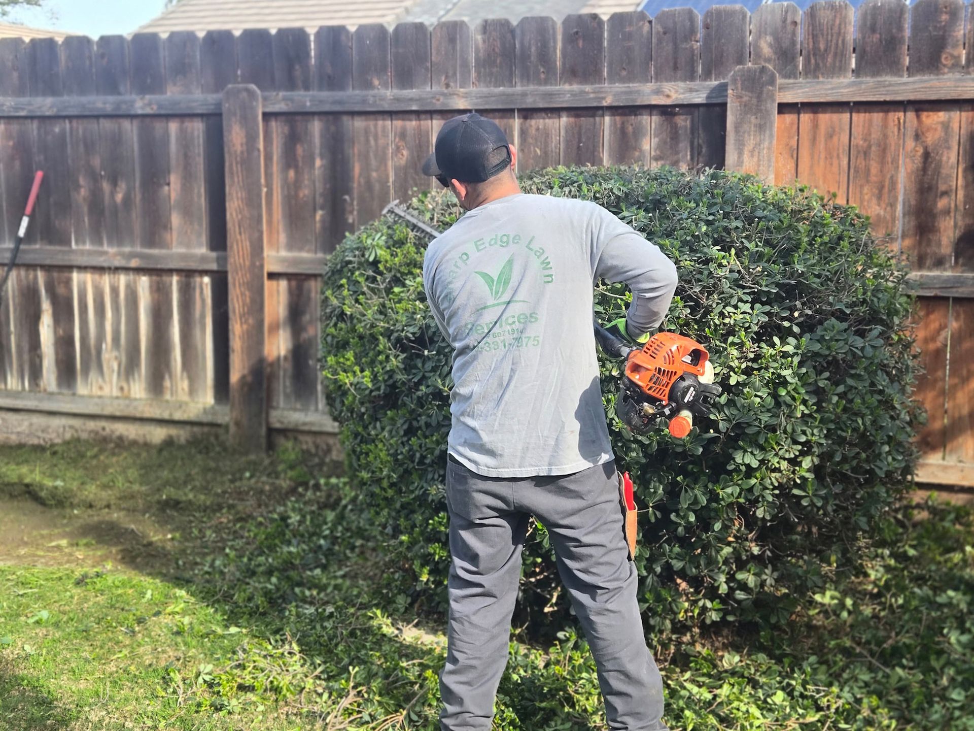 A person wearing a grey long-sleeved shirt and cap uses a hedge trimmer to prune a large bush in a backyard.