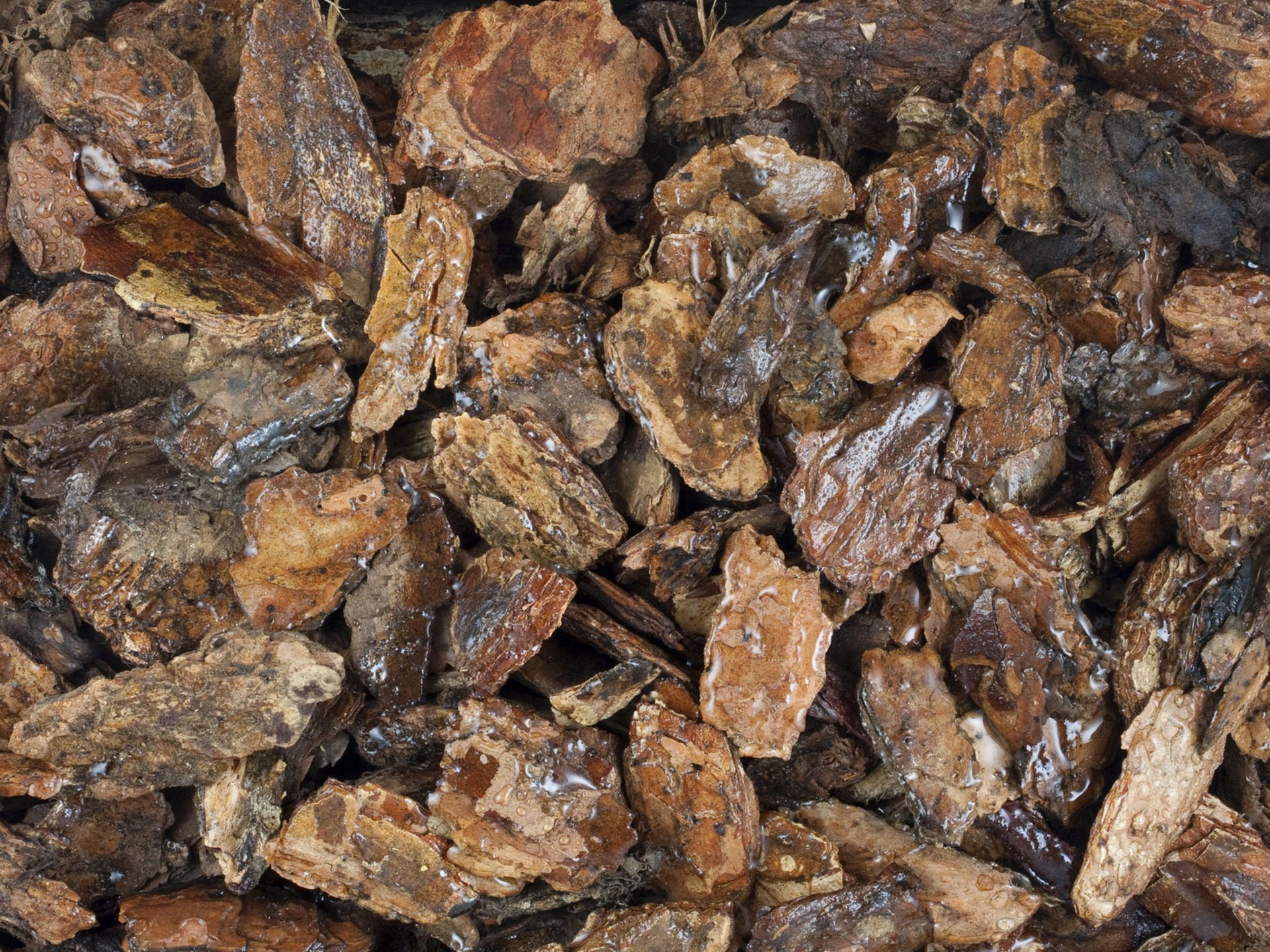 Close-up of brown bark mulch, varying in size and texture, with some areas appearing wet.