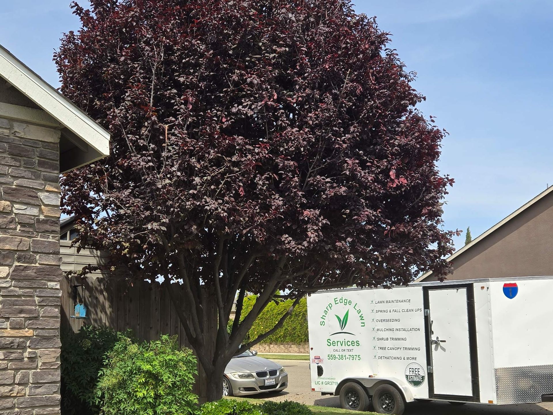 A large purple-leaf tree stands next to a house and a white utility trailer parked in a residential driveway.