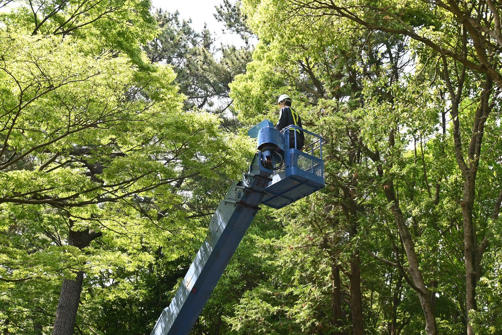 Person in a cherry picker trimming tree branches in a sunny park setting.