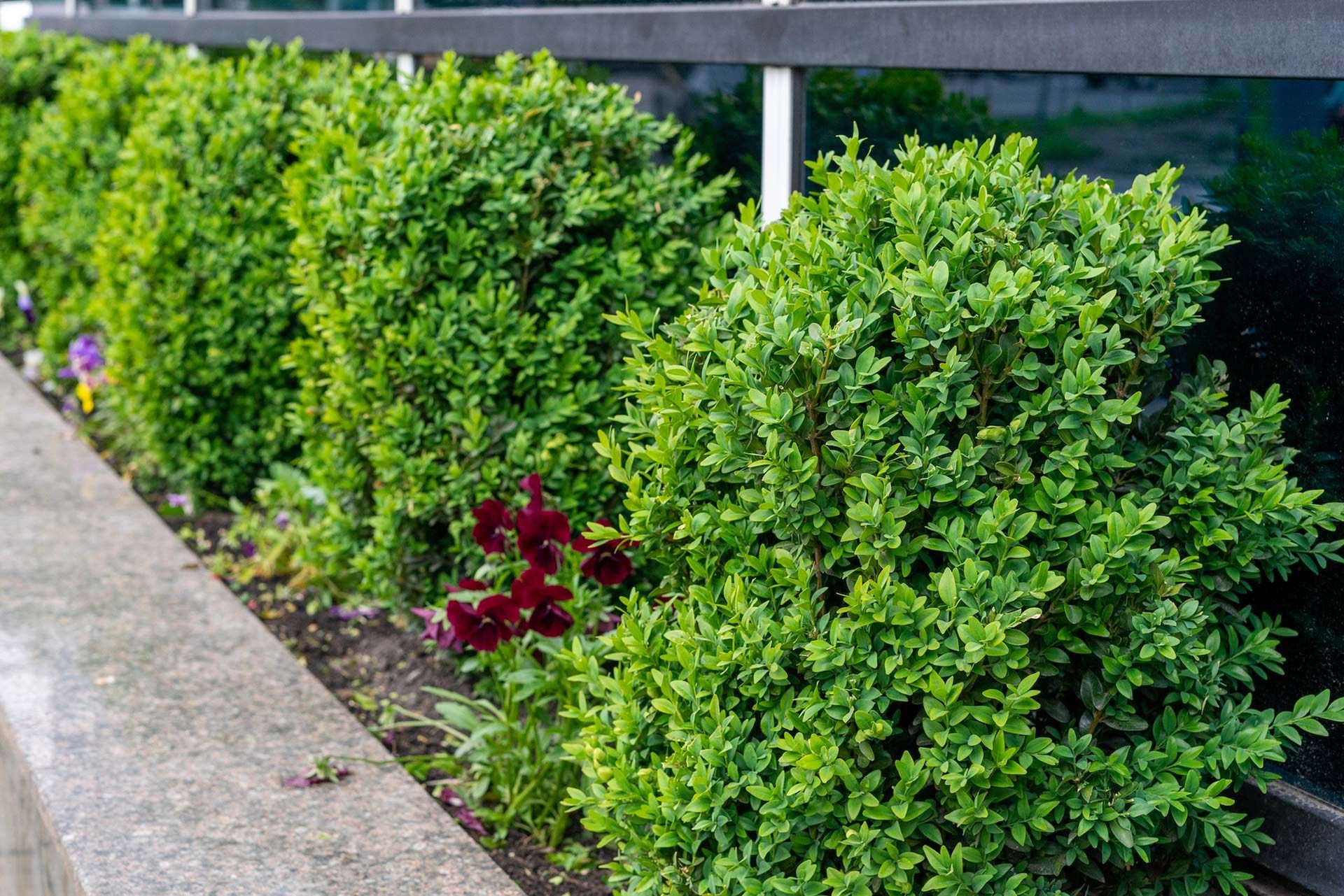 Green, neatly trimmed shrubs line a concrete planter with a few dark red flowers in front.