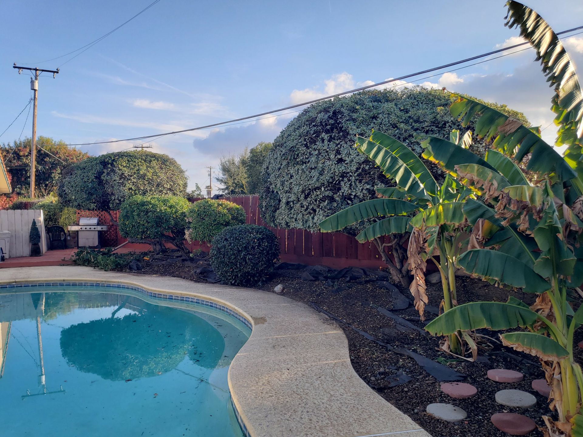 Poolside backyard with tropical plants, green bushes, and blue sky.