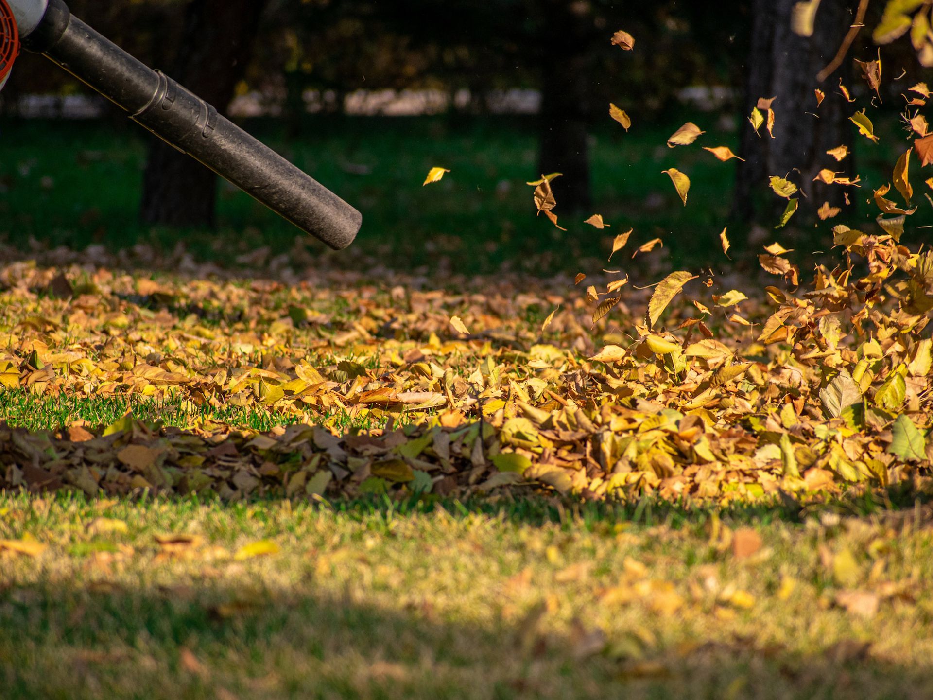 Leaf blower blowing yellow and brown leaves on a grassy lawn.