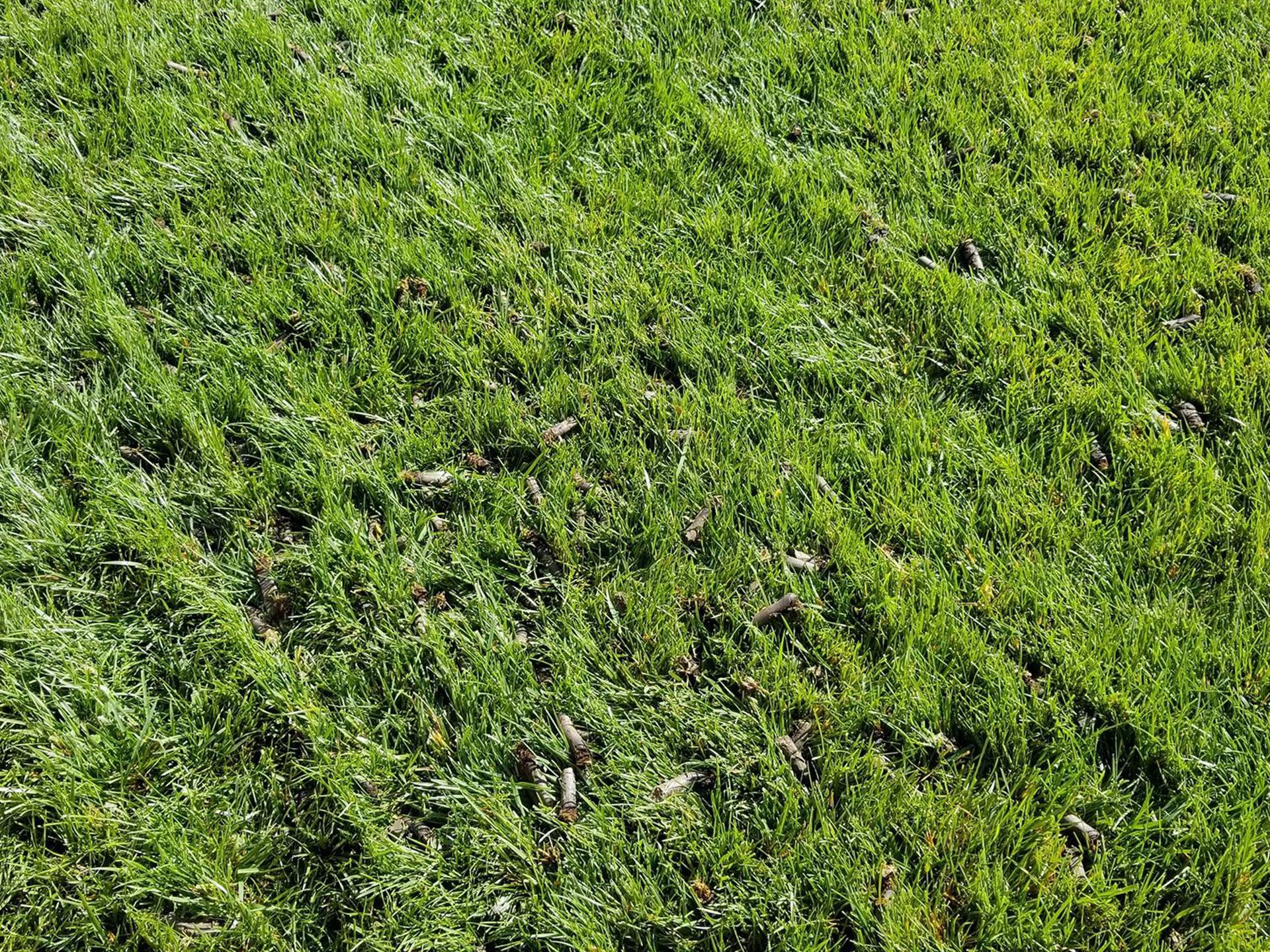 Lush, green grass covers a field, illuminated by sunlight.