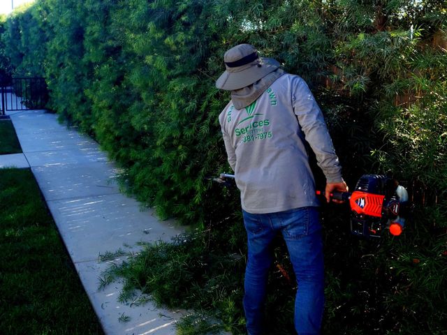Pacific Green Landscape Maintenance