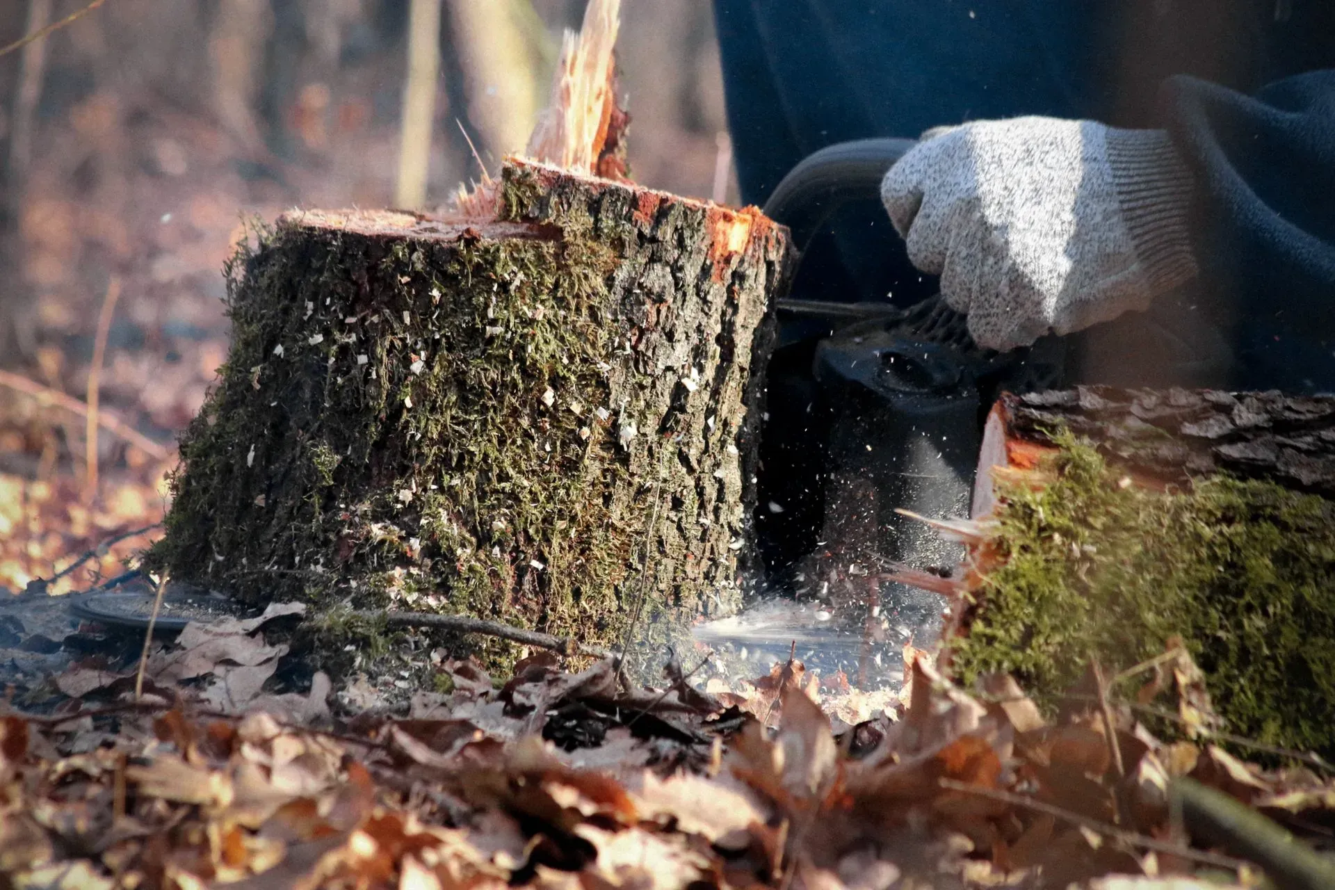 A log being split outdoors with a hatchet, wood chips flying in a forest setting