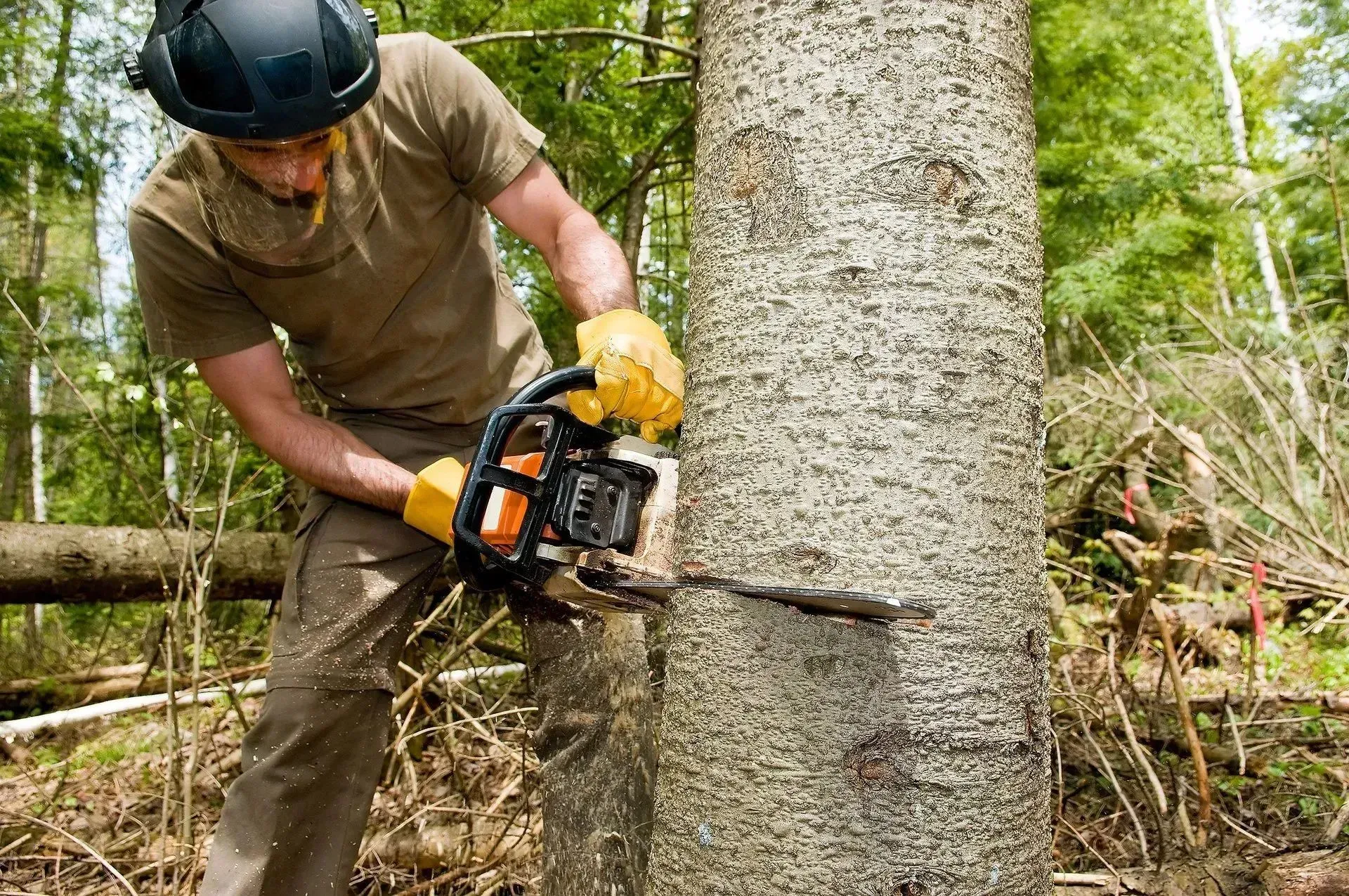 Worker using a chainsaw to cut a tree trunk in a forest clearing