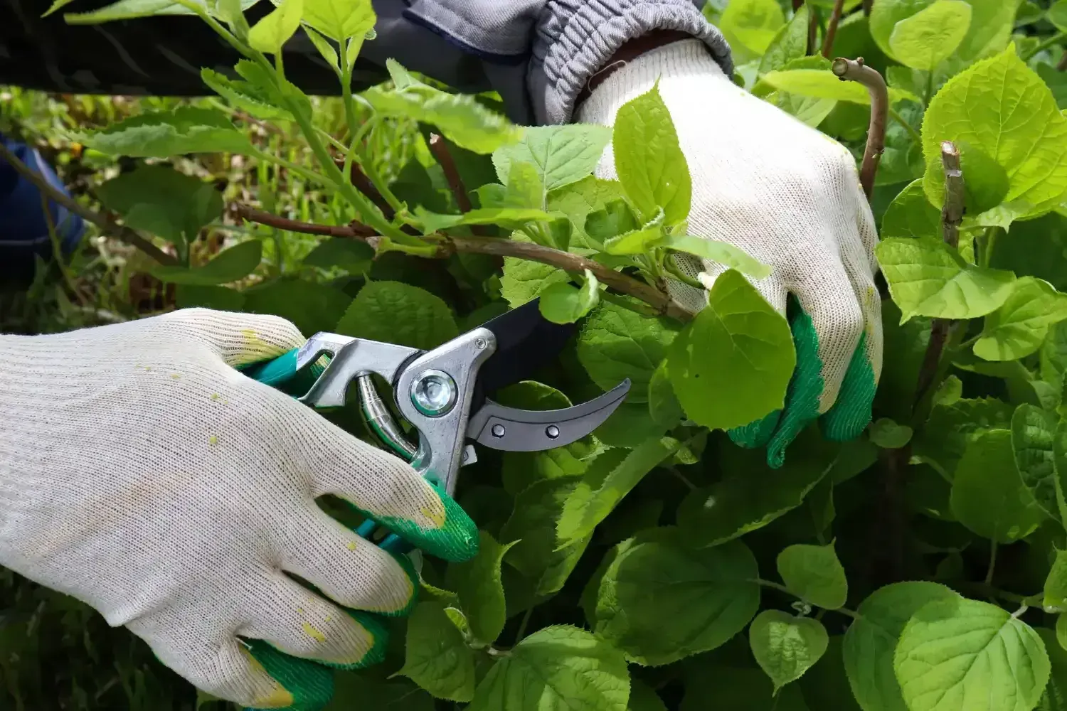 Gloved hands pruning green leaves with garden shears on a leafy plant