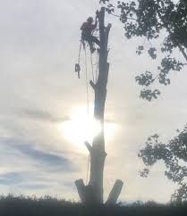 tree removal Grand Chute