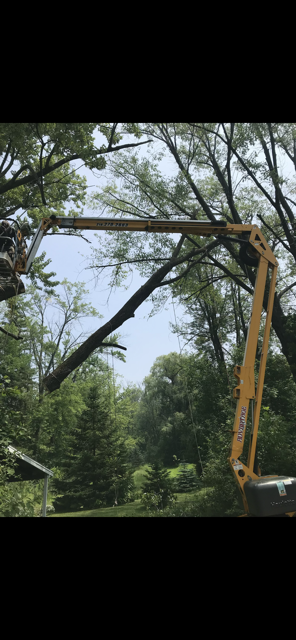 tree trimming Appleton