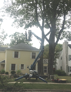 Tree service removal and tree trimming Grand chute, Appleton