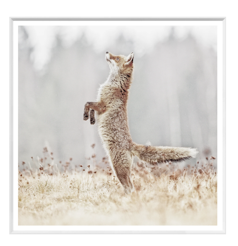 Red fox standing on hind legs, looking up in a field, with a blurred, snowy background.