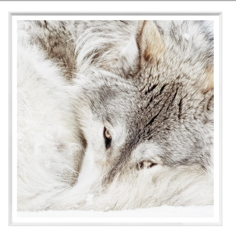 Wolf curled up in snow, head resting, gray and white fur.