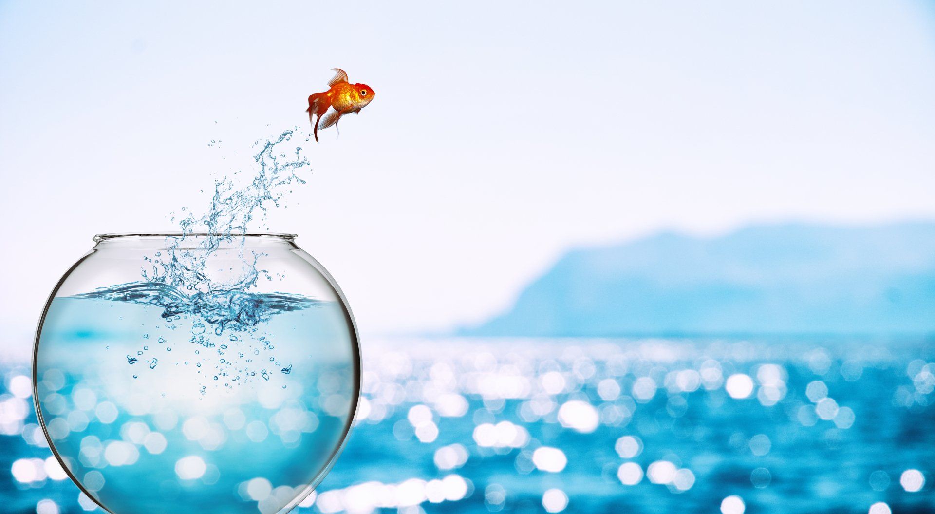 A fish jumping out if its bowl