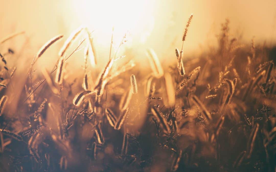 Harvest field