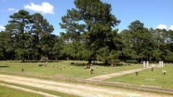 Grassy cemetery with scattered headstones, large pine trees, and a blue sky with clouds