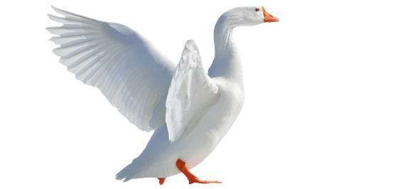 LA PLUME LAVÉE