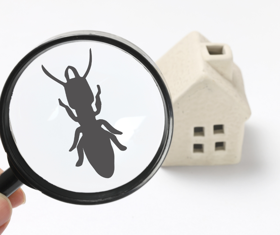 A magnifying glass shows a silhouette of an ant and a house in the background