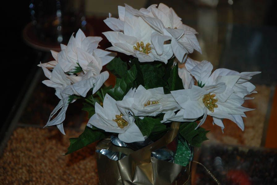 White paper poinsettias in a gold-wrapped vase with green leaves; on a table.