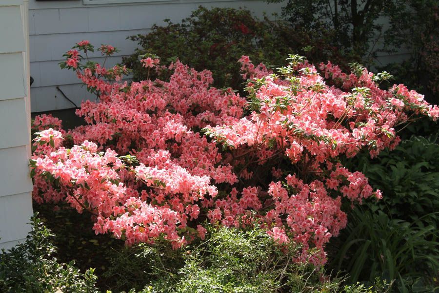 Pink azalea bush in full bloom next to a white house wall.