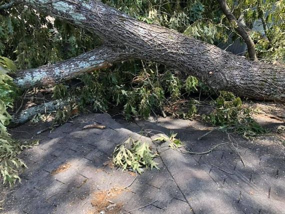Fallen tree blocking a paved path, with branches and leaves scattered across the ground.