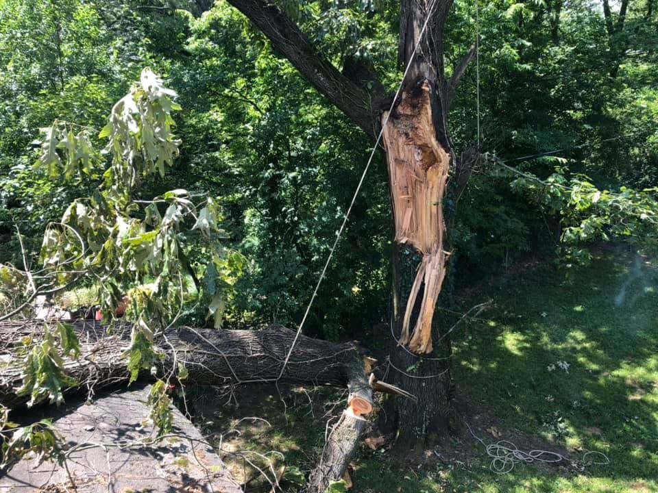 Broken tree trunk hanging in a wooded area with a fallen log and greenery around it
