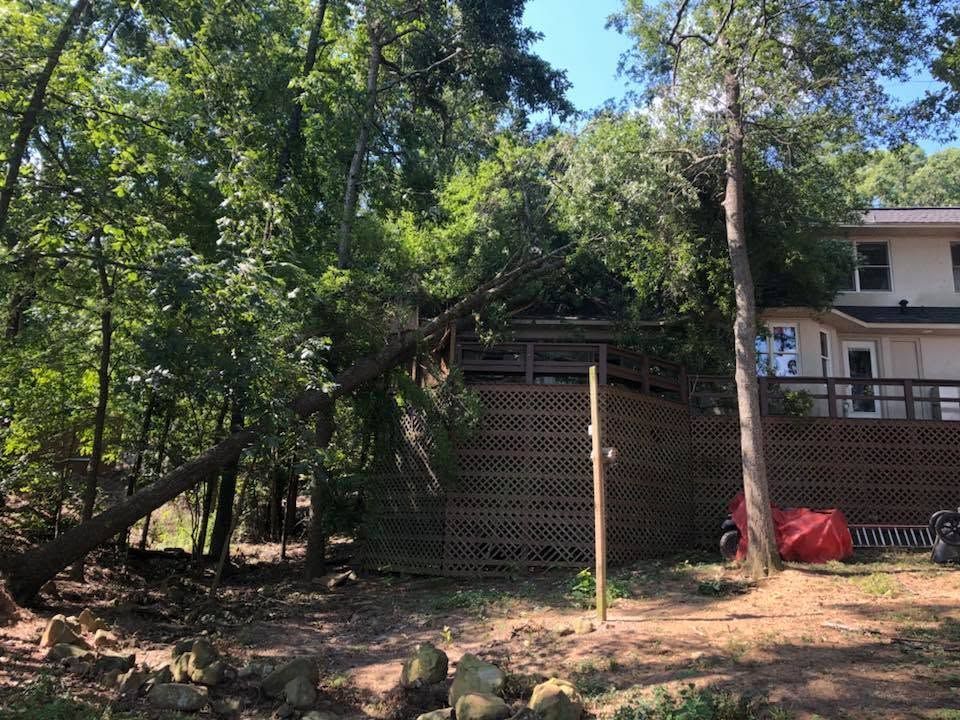 Wooded yard with a wire fence, leaning tree, and a house partly visible on the right.