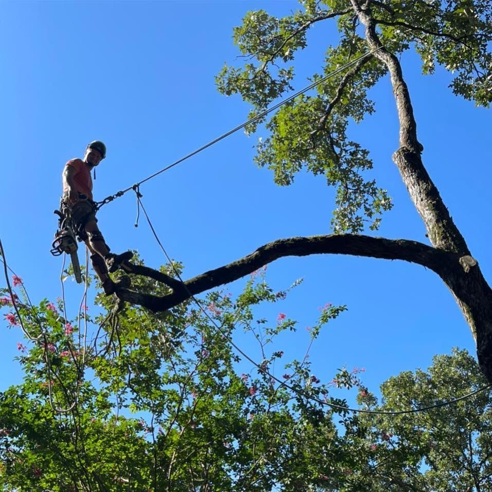 Arborist trimming a large tree branch against a blue sky, with ropes and climbing gear.
