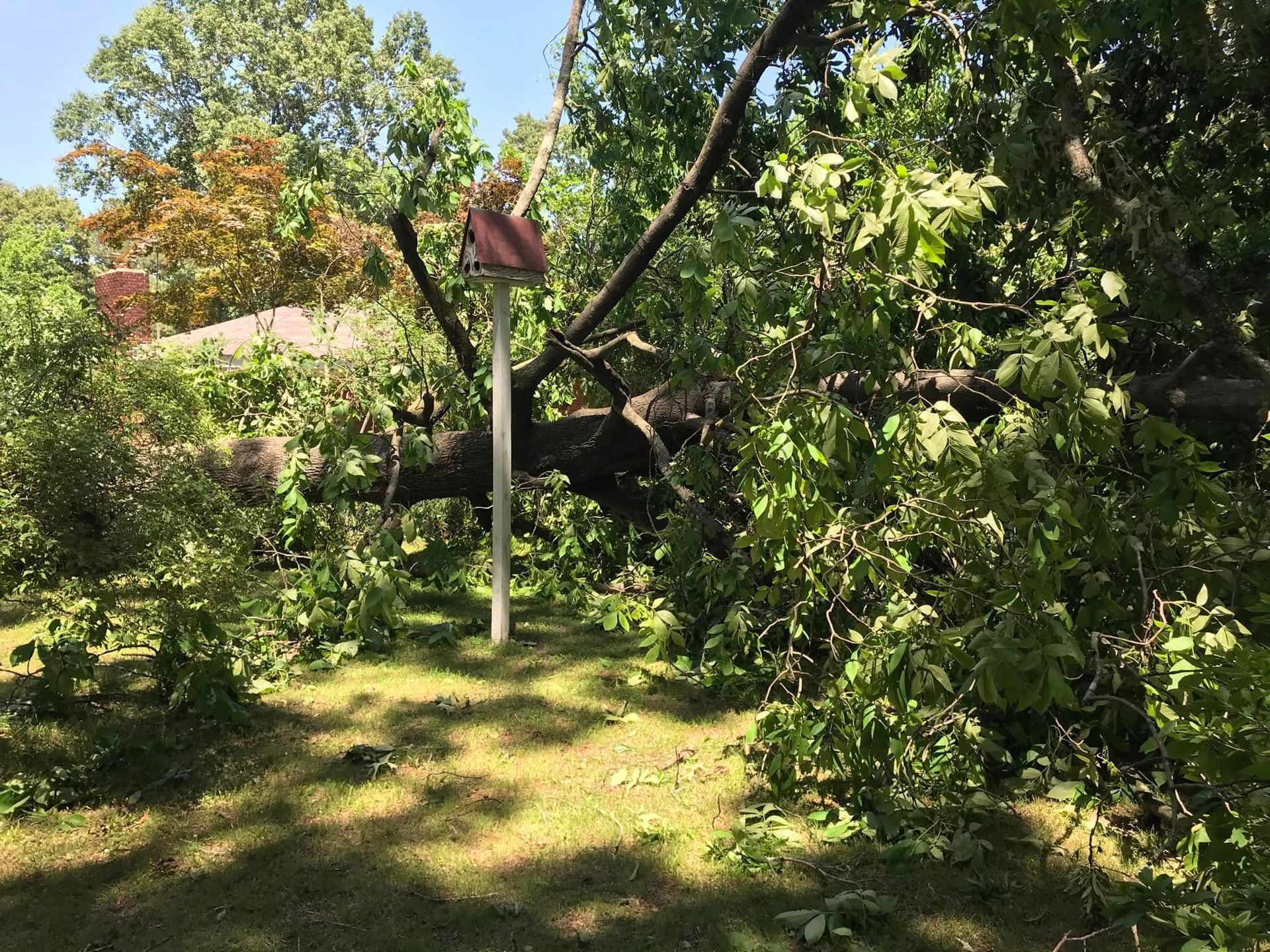 Arborist trimming large tree branch with rope gear