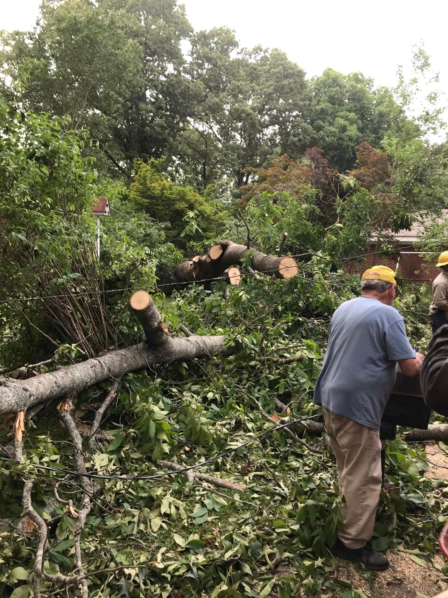 Worker clearing a fallen tree and branches in a wooded area after storm damage