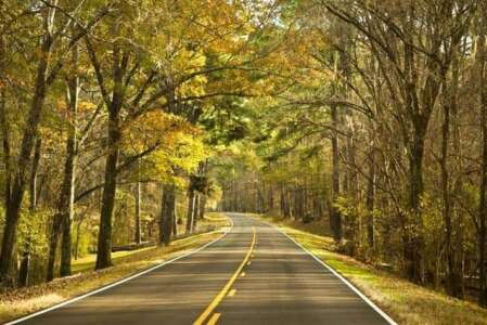 Road through autumn forest, yellow and gold leaves overhead, sunny day.
