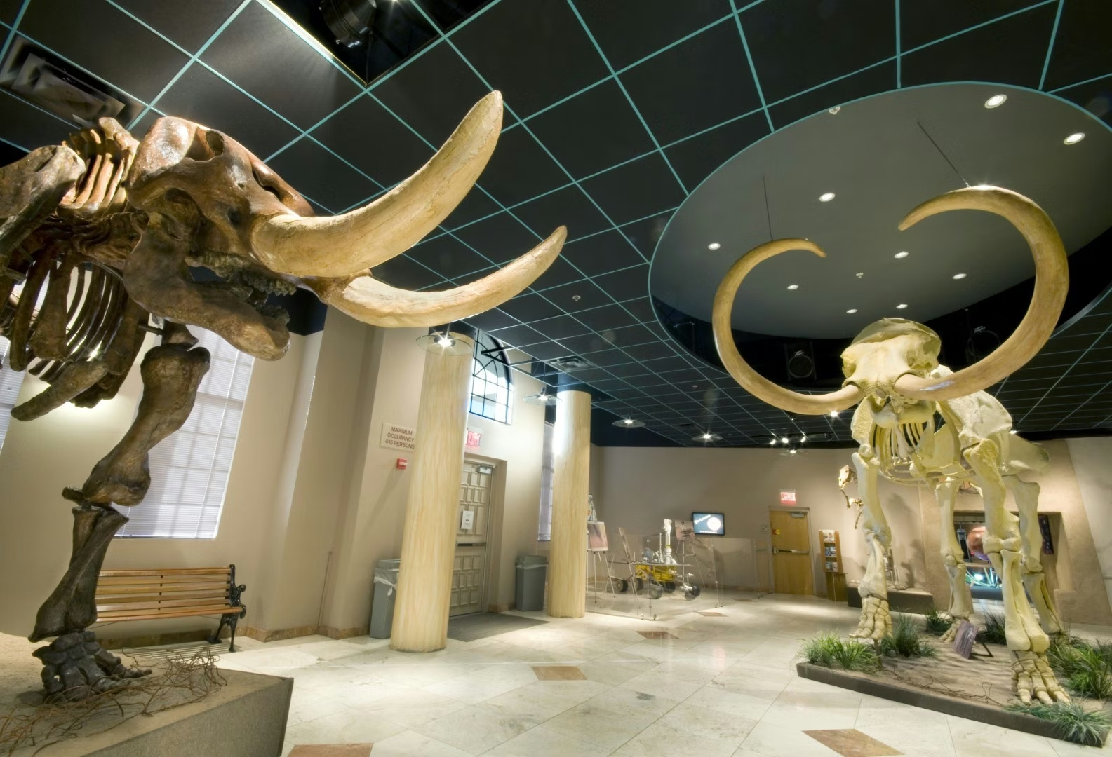 Museum exhibit with large elephant skeletons under circular ceiling lights in a spacious hall