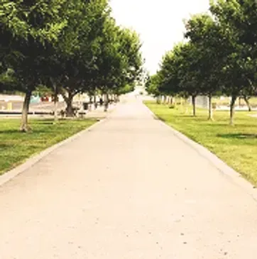 Tree-lined park path stretching into the distance on a sunny day