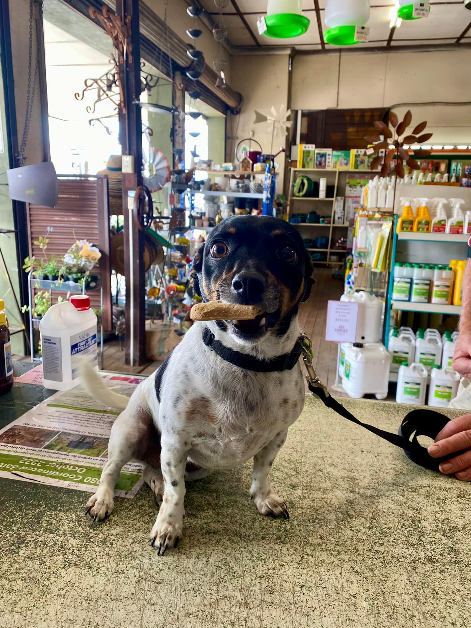 Dog Food in Gympie Sauers Produce & Garden Centre