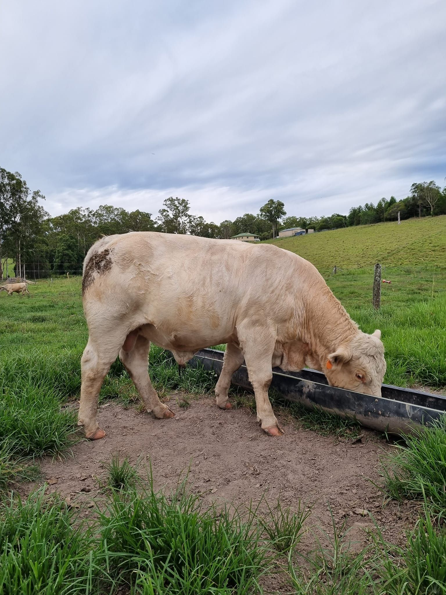 Garden Centre Near Cooroy Sauers Produce & Garden Centre