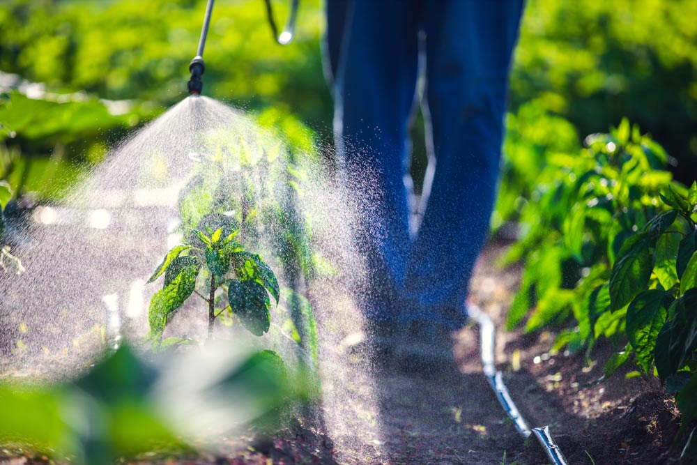 Farmer Spraying Vegetable Green Plants In The Garden With Herbicies, Pesticides Or Insecticides — Supplying Effective Pesticides in Gympie, QLD