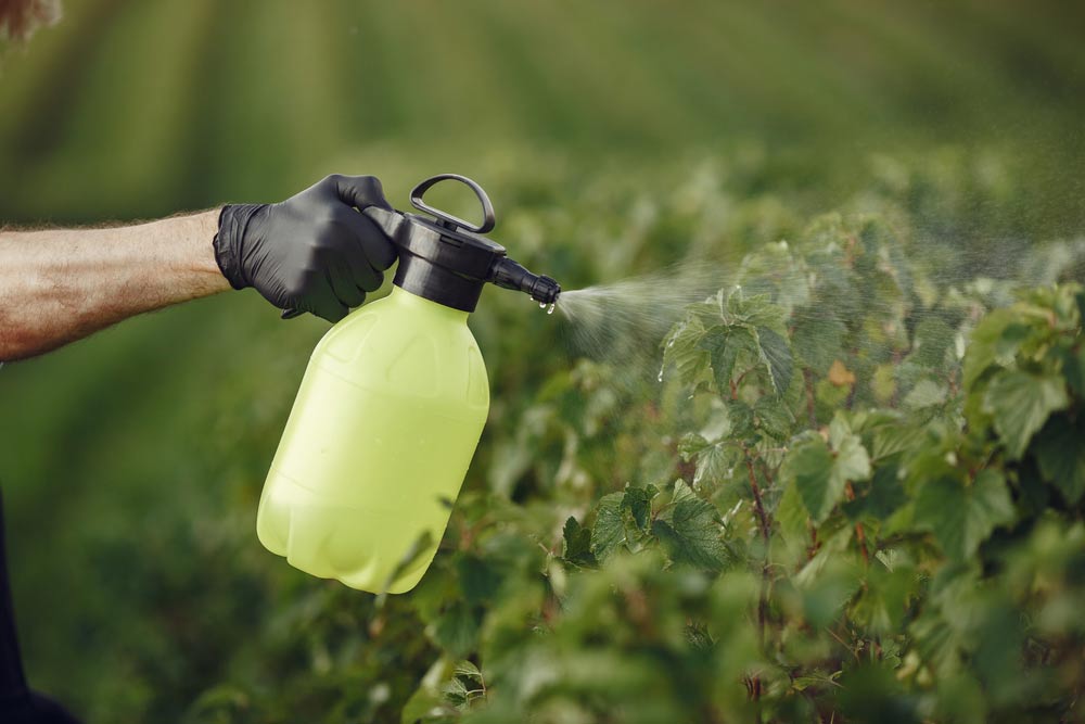 Farmer Spraying Vegetables In The Garden With Herbicides — Supplying Effective Pesticides in Gympie, QLD