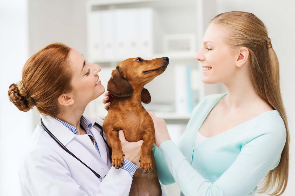 Happy Woman And Veterinarian Doctor Holding Dachshund Dog At Vet Clinic — Well-Stocked Produce & Garden Centre in Cooroy, QLD