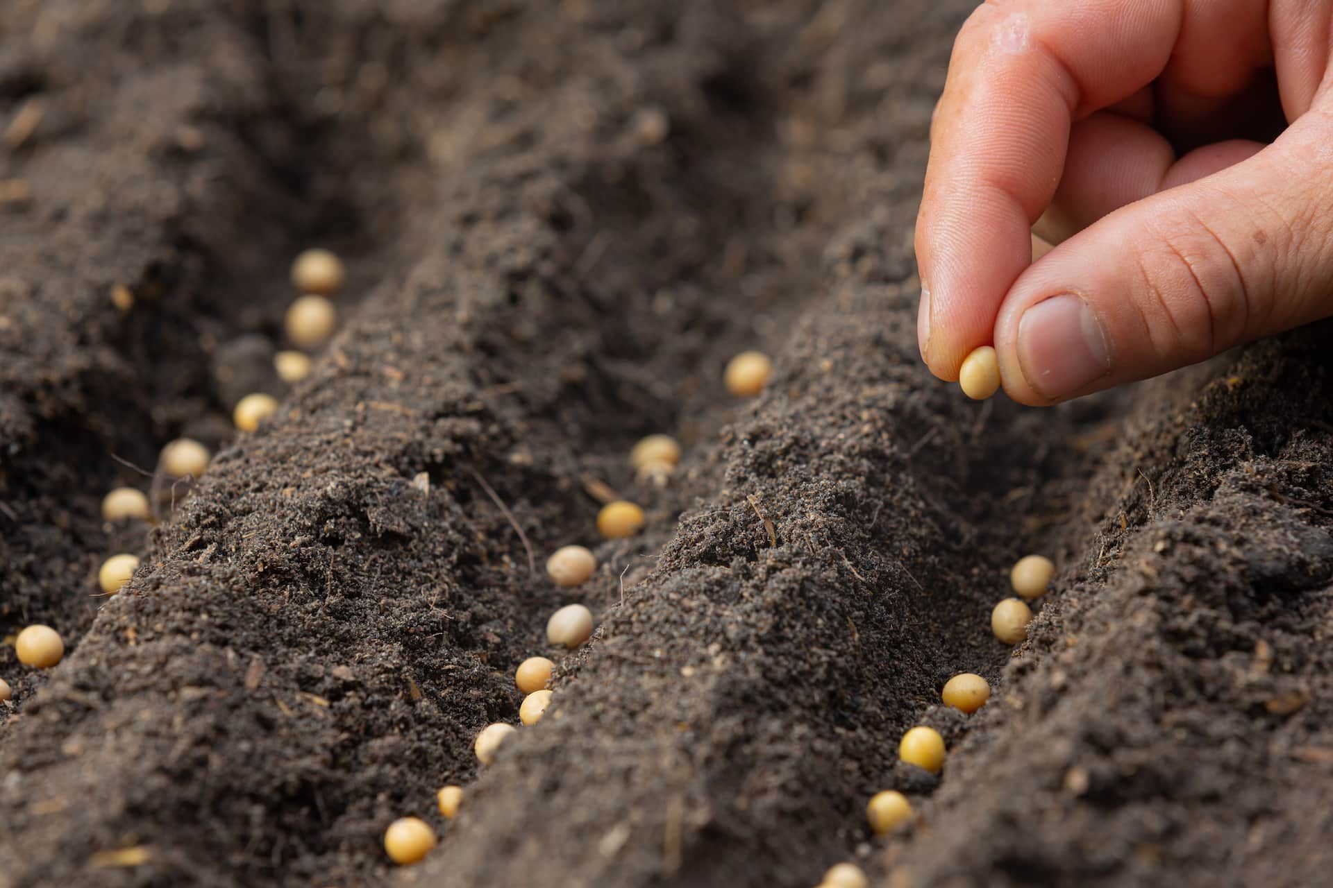 Close Up Picture Hand Holding Seed — High-Quality Pasture Seed in Gympie, QLD