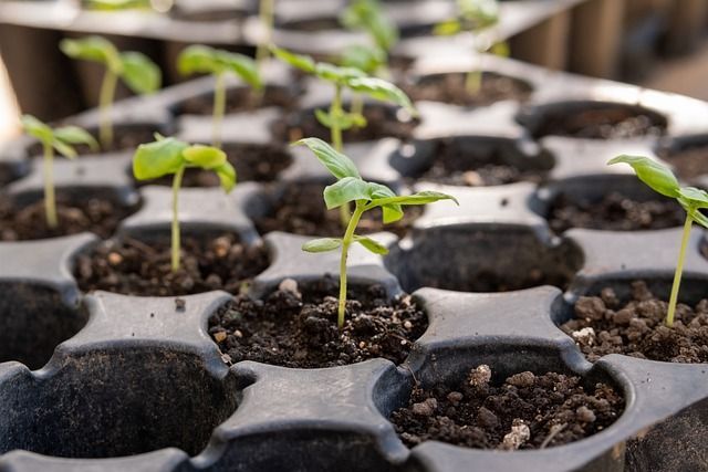 Seedlings On A Tray With Soil — Seedlings & Seeds in Gympie, QLD