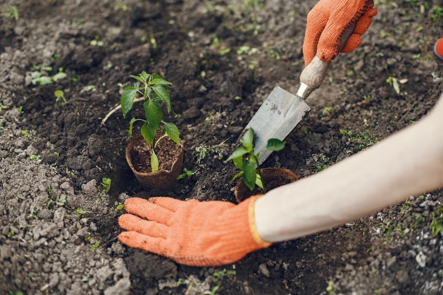 Womans Hands In Gloves Planting Young Plant — Seedlings & Seeds in Gympie, QLD