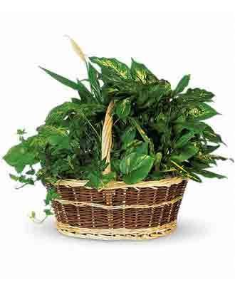 Basket filled with various green leafy plants.