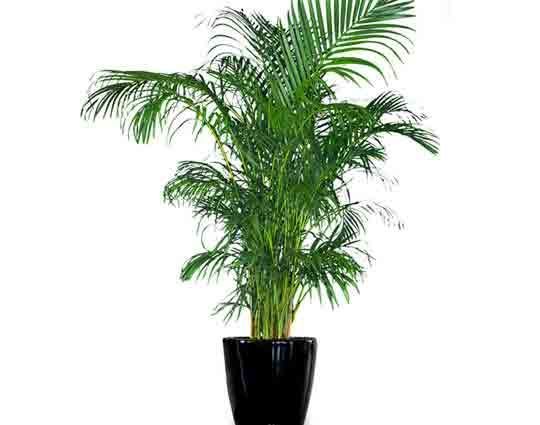 Tall green areca palm in a black pot.