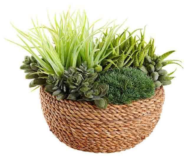 Wicker basket filled with various green succulents and grasses.