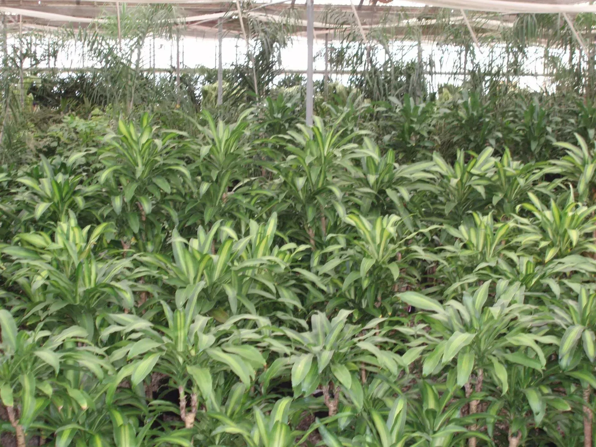 Greenhouse filled with rows of lush green and yellow-striped plants, likely for sale.