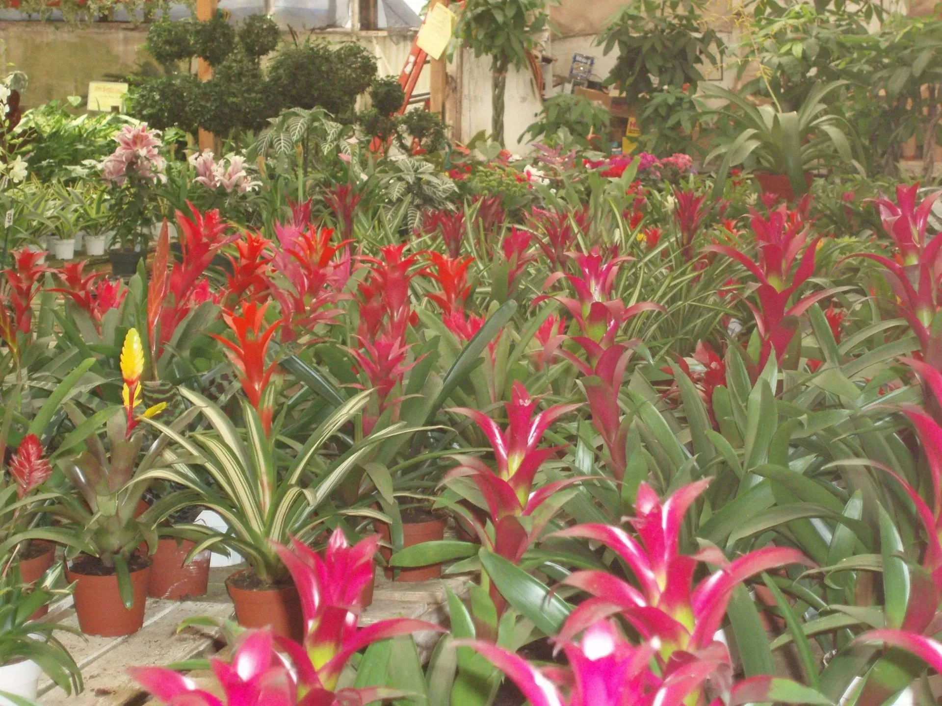 Rows of potted plants with bright red and green foliage and blooms, inside a greenhouse.