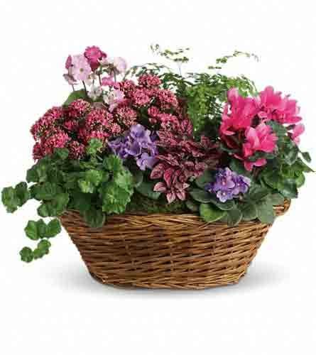 A woven basket overflowing with pink, purple, and green flowering plants.
