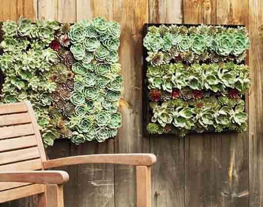 Two vertical succulent gardens on a wooden wall, with a wooden chair in the foreground.