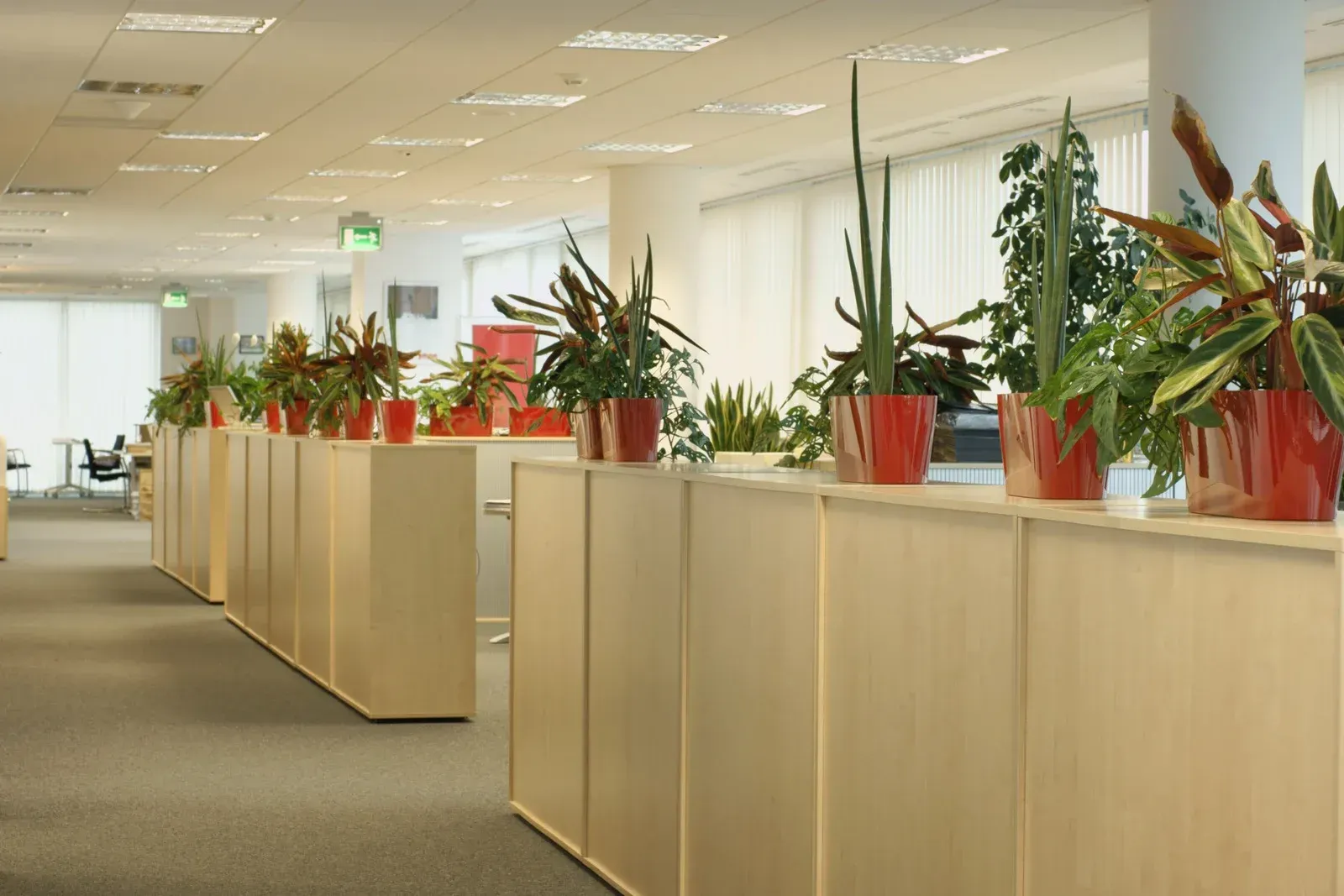 Tall, green plant in a gray, slatted planter in a room corner. Someone's head visible in the lower right.