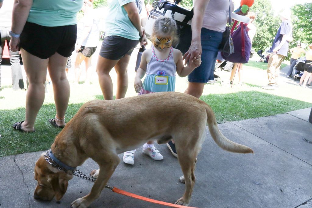 Tan dog sniffs ground on a sidewalk, leash held by a person. Child with face covering and others in background.